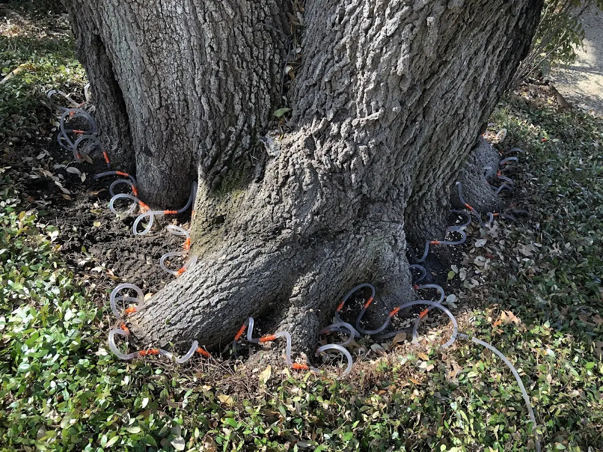 Detailed Tree Cabling and Bracing job site in Elm Springs