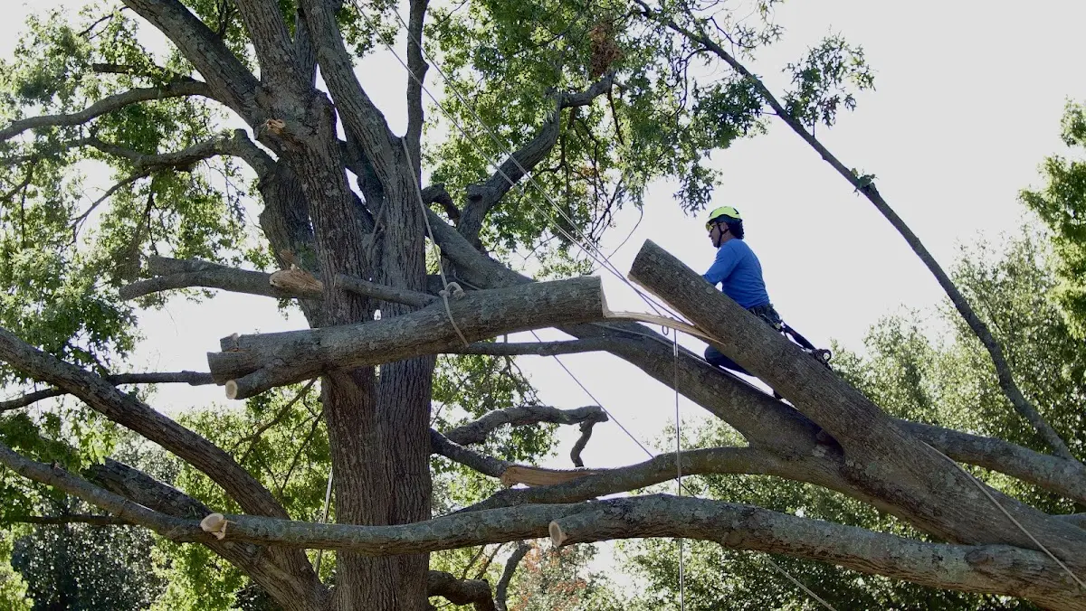 Professional Hazardous Tree Removal performed by certified arborists in Elm Springs