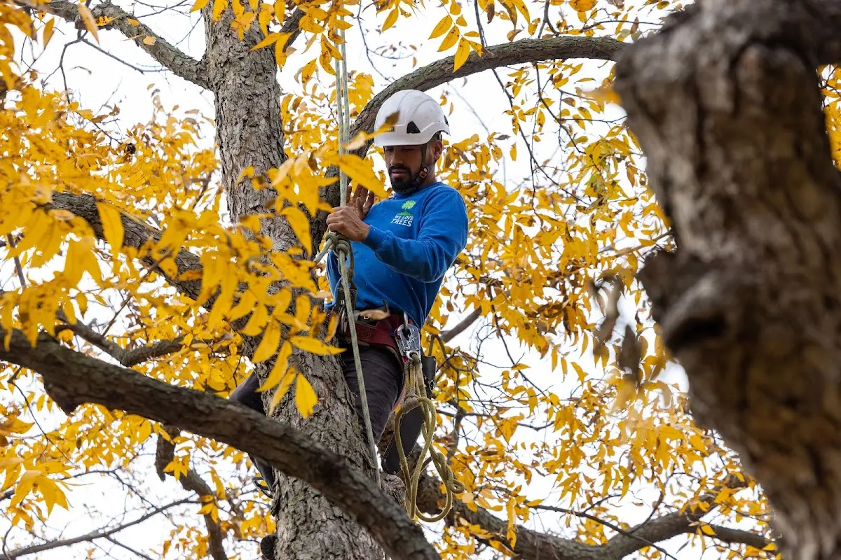 Skilled Tree Pruning crew working in Elm Springs