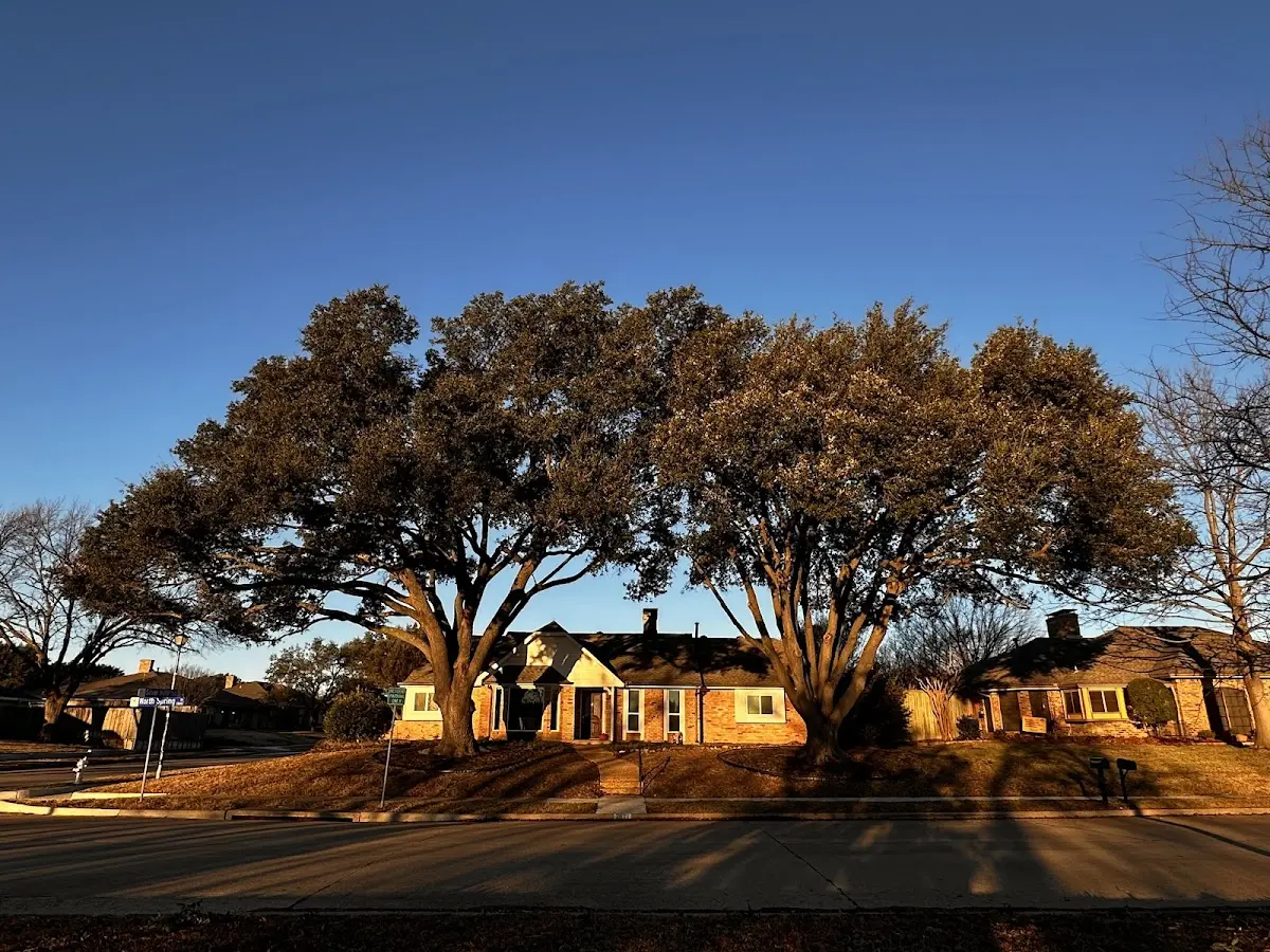 Established residential canopy tree shading a home in Elm Springs